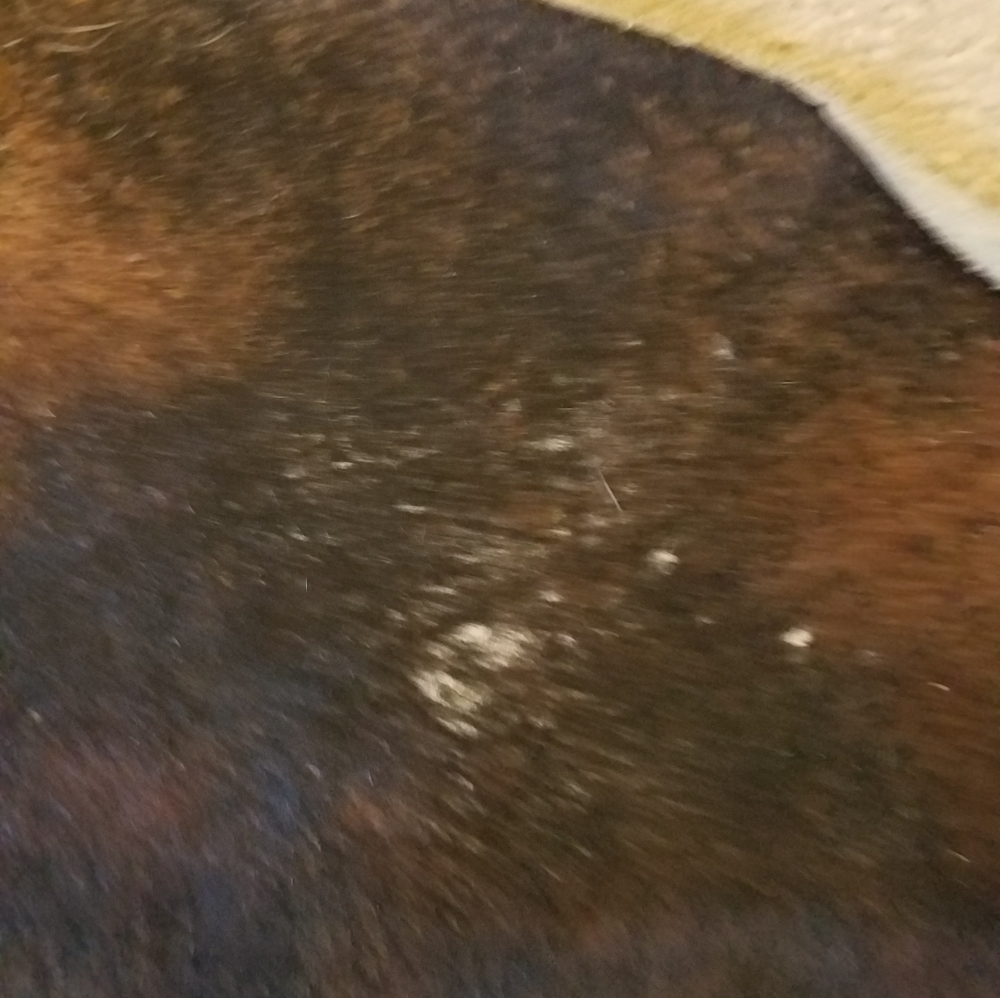 Chesterfield Cowhide Rugs 6x8 - Picture 4 of 8